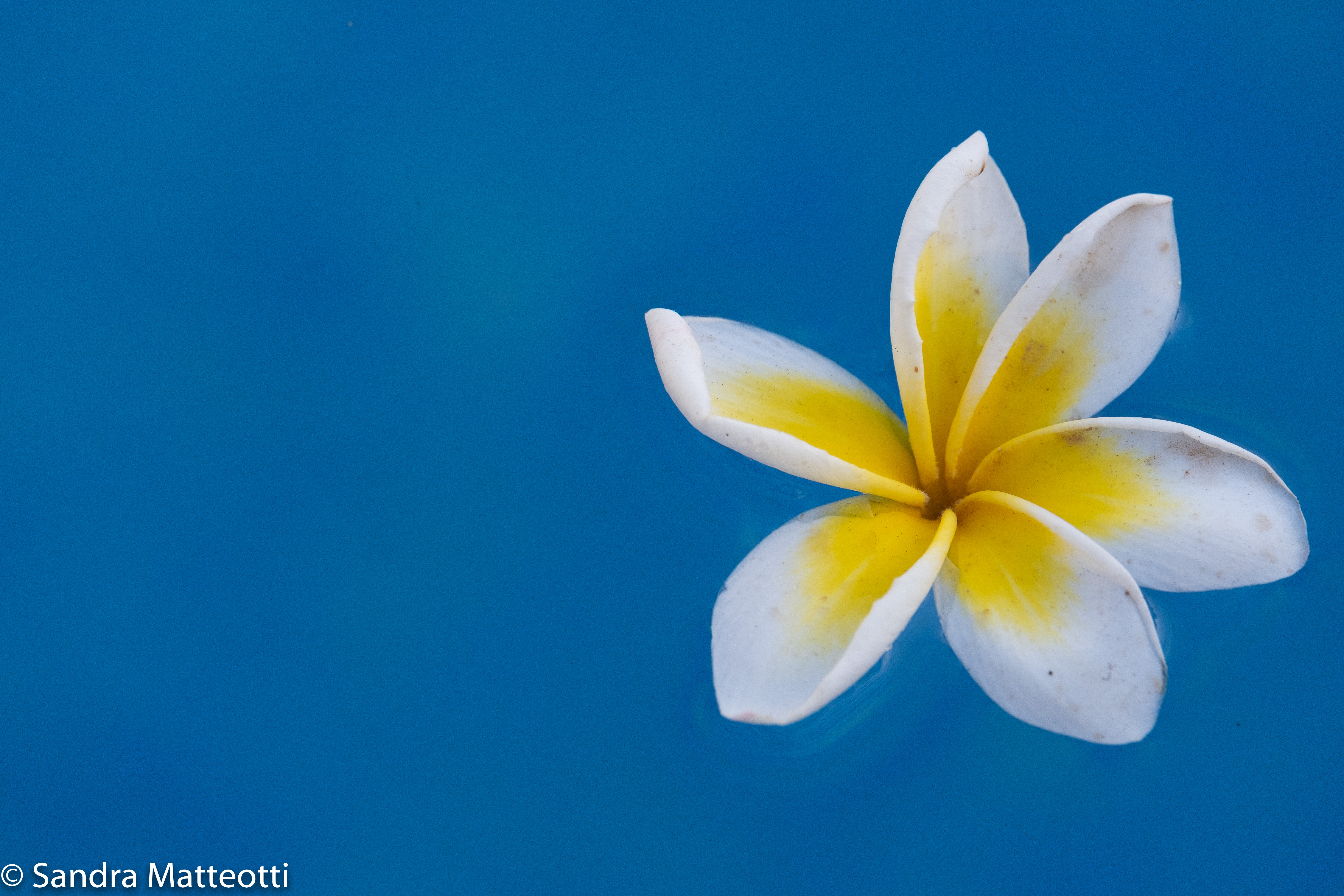 Blüte im Teich-1804.jpg